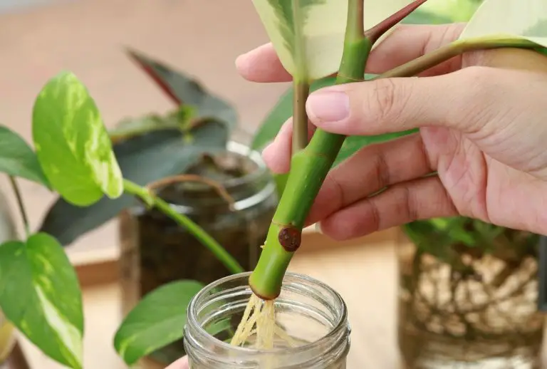 水種植物指南-15種耐陰的懶人植物