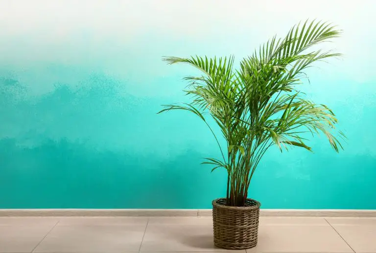 耐陰水種植物指南-袖珍椰子