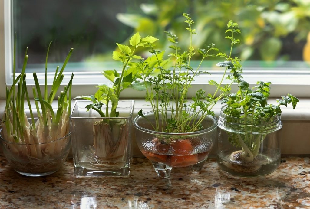【懶人植物指南】15種水種的室內植物 淨化空氣及使家居及辦公煥然一新
