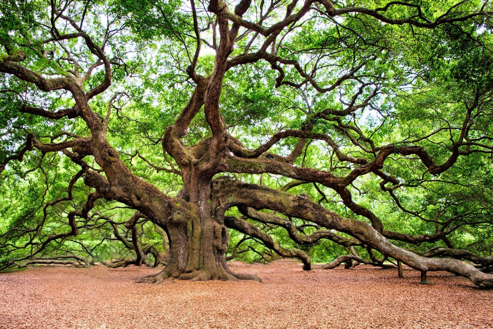 私人樹木管理|樹藝法庭案例參考 - 嗡嗡樹|Buzztrees