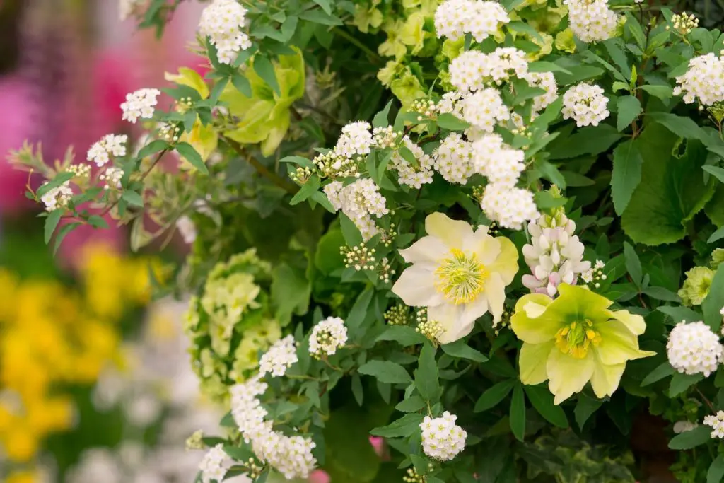 【嗡嗡樹】訂購花及植物-即日送貨