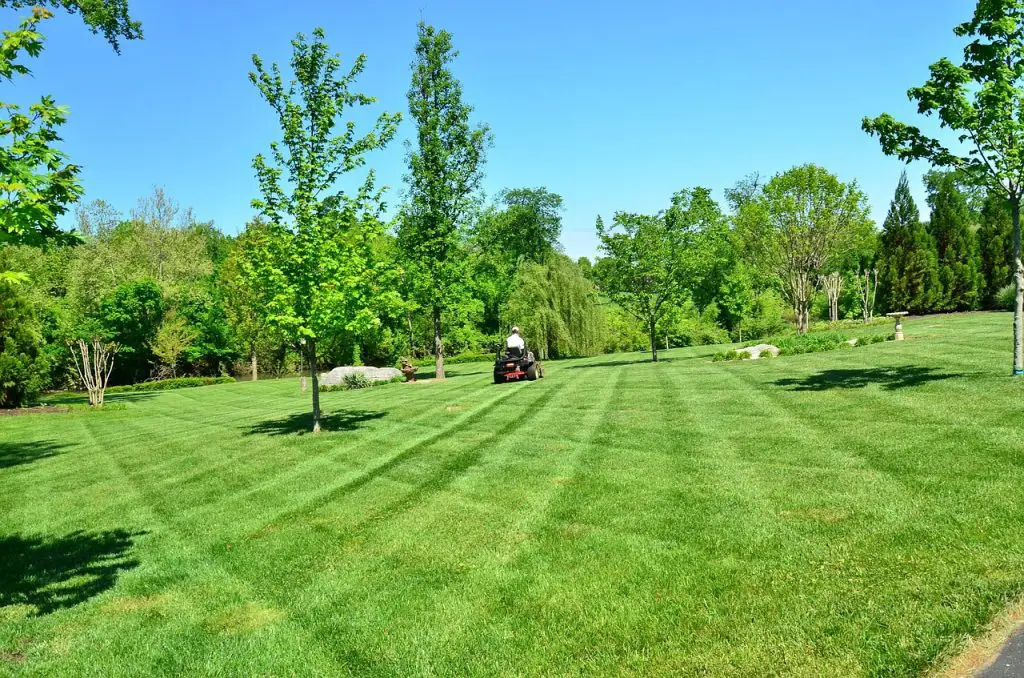 lawn care, lawn maintenance, lawn services