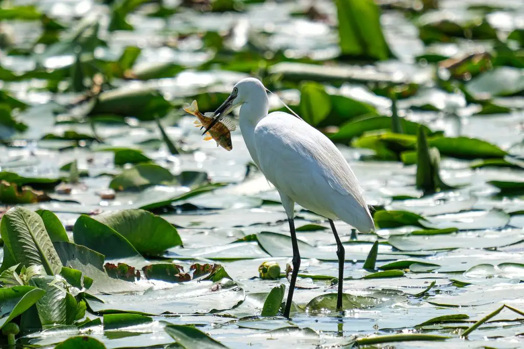little egret, bird, fish