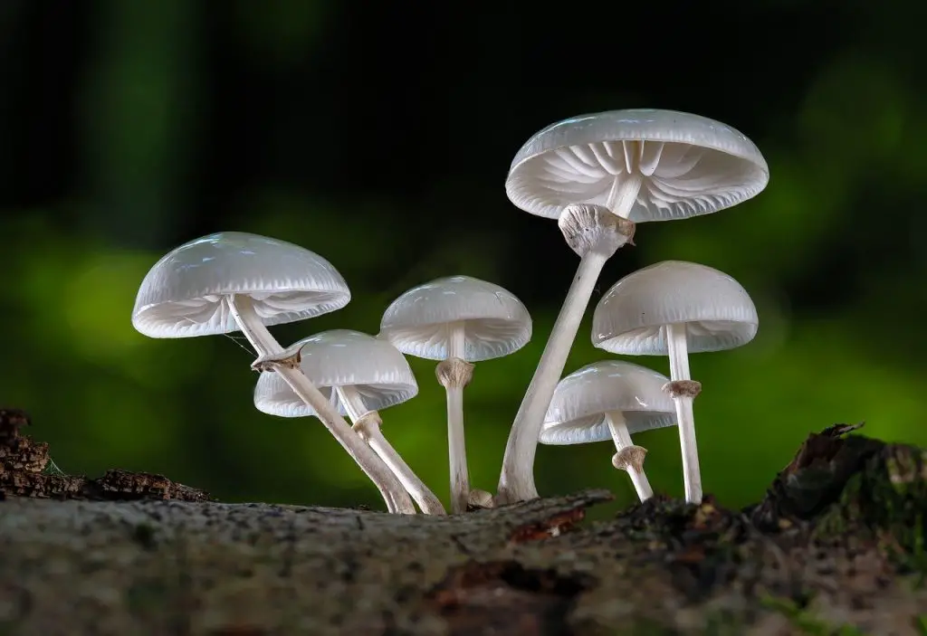 mushrooms, book mucus oyster mushroom, autumn