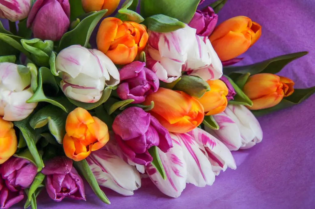 tulips, flowers, bouquet