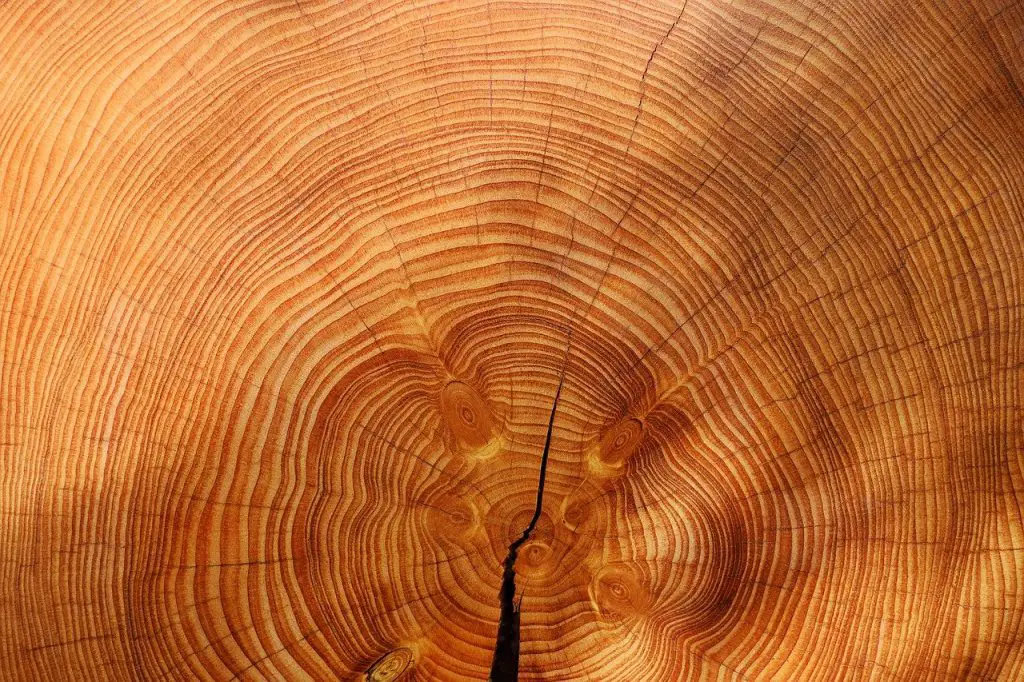 wood, tree, spruce