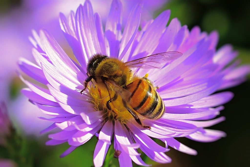 bee, insect, flower