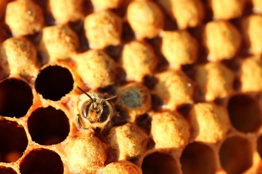 drone, bee, hatch