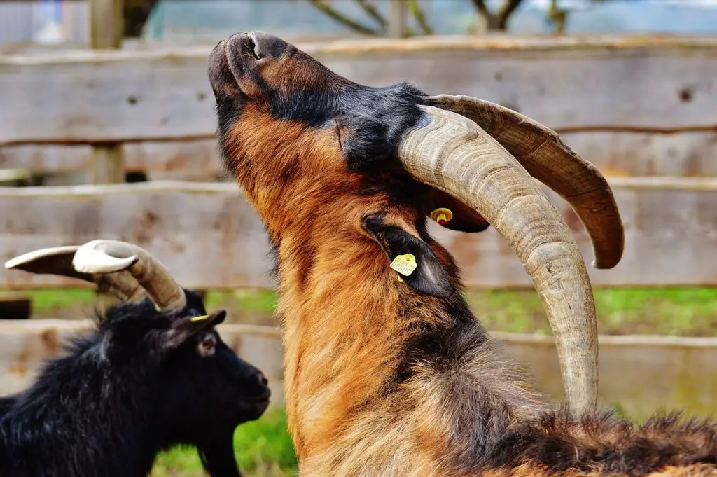 goat, animal, farm