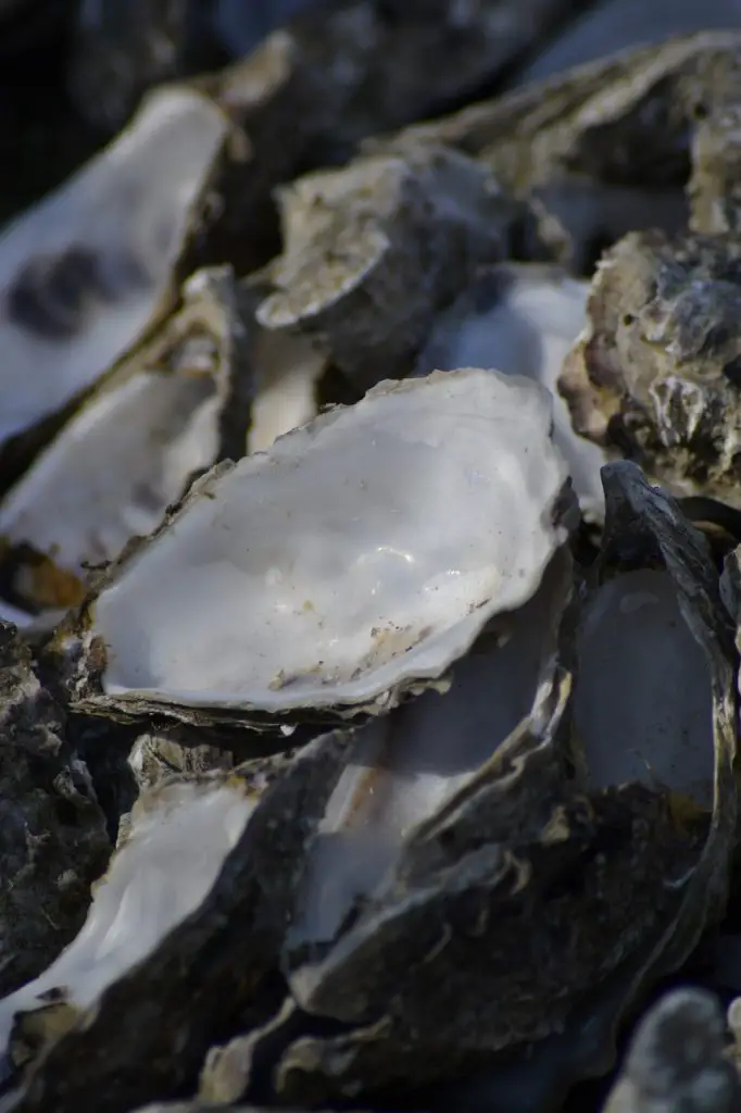 shell, oyster, ocean
