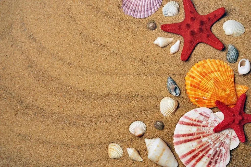 starfishes, sand, shells