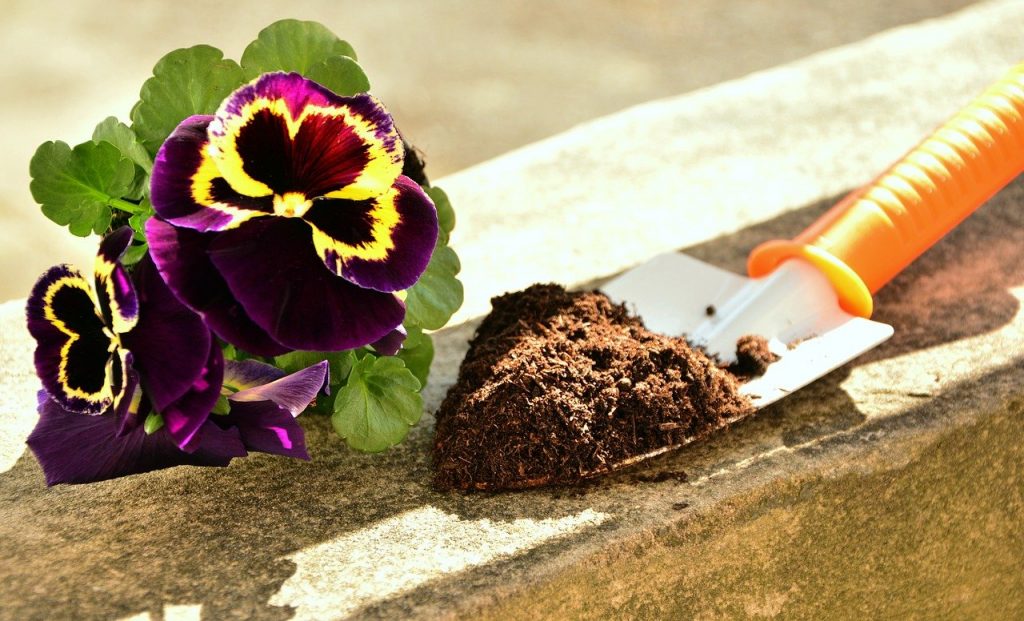 plant, pansy, garden-3256189.jpg