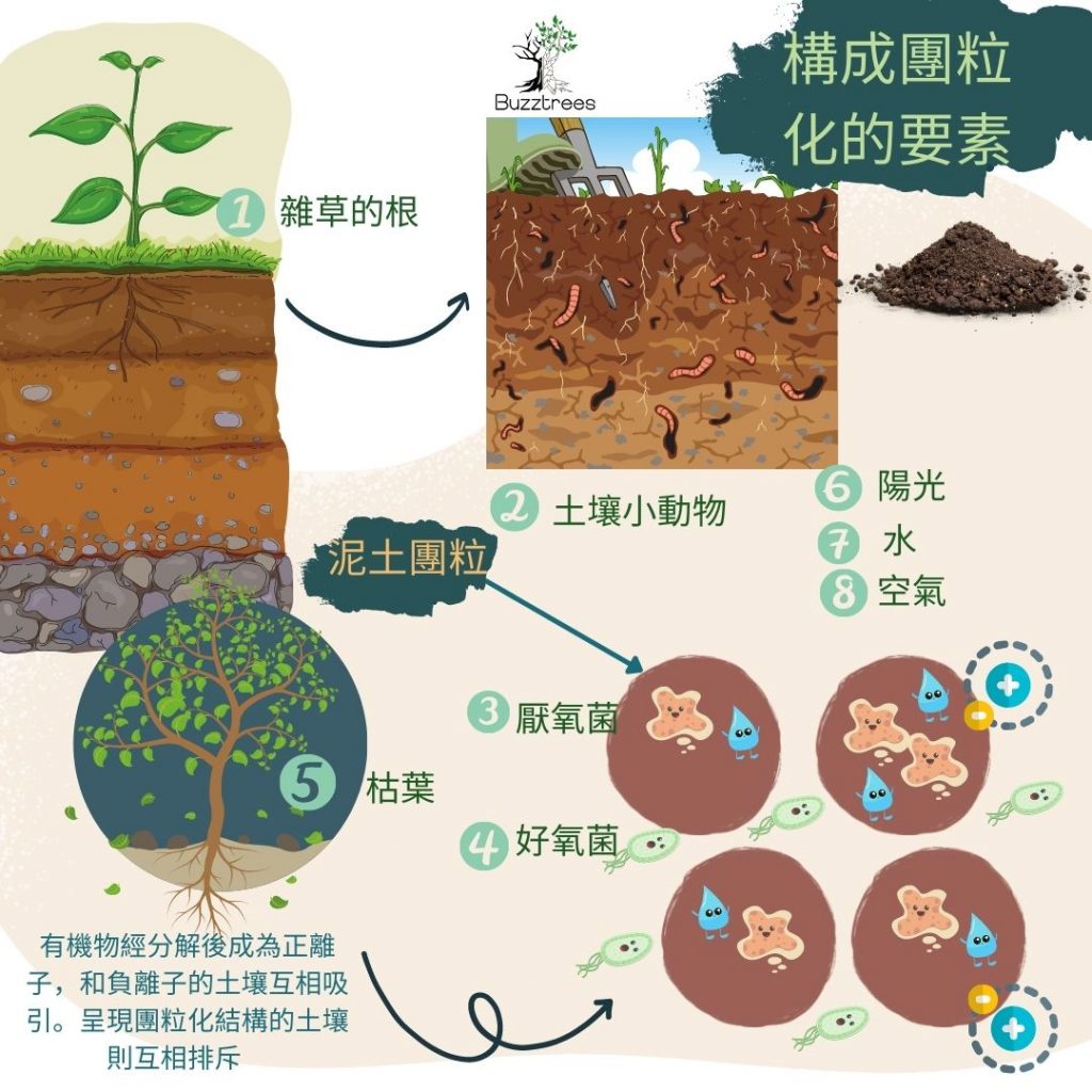 泥土知識 如何輕鬆打造出土壤團粒結構 植物原來會圈養微生物 嗡嗡樹 Buzztrees