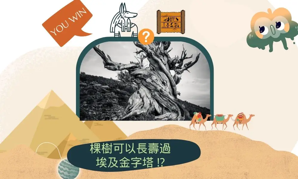 不可思議最長壽的植物！竟然超過5000歲！