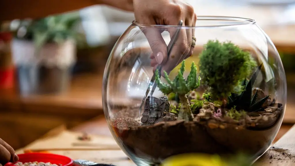 【玻璃盆景DIY】苔蘚玻璃盆景照顧｜植物｜植料全指南