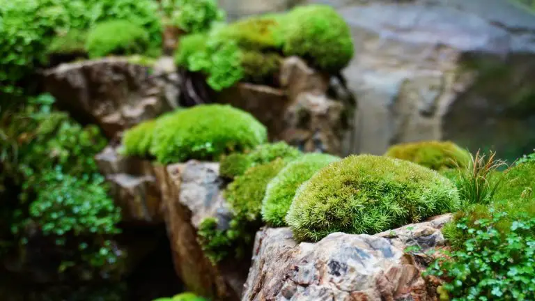 常用的玻璃盆景苔蘚及植物