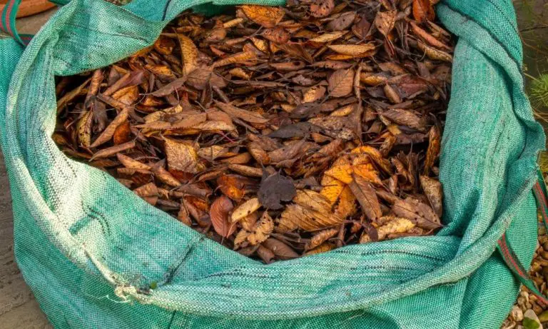 農夫們必知的6種堆肥種類-樹葉堆肥