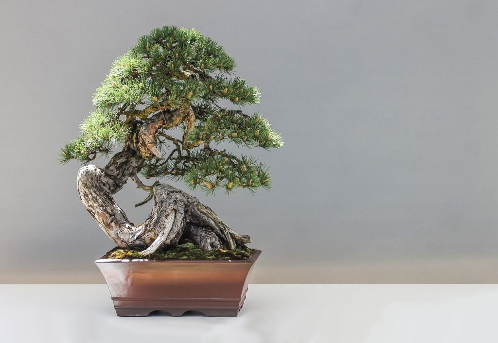 bonsai, pine, plant-1805501.jpg