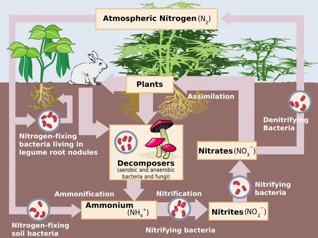 泥土中的微生物