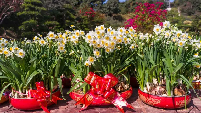 水仙 (Narcissus)