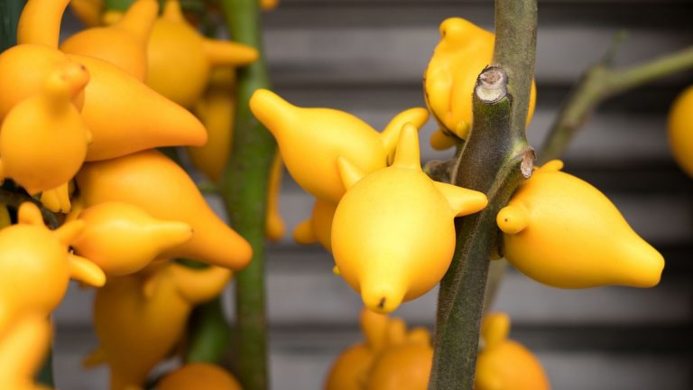五代同堂 (Nipplefruit)