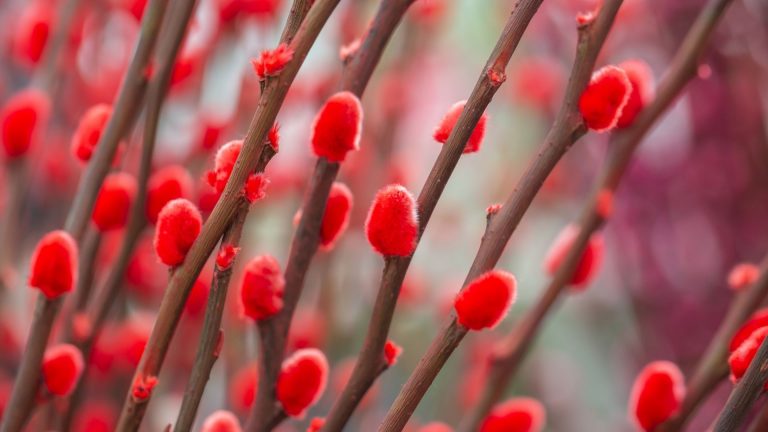 銀柳 Salix argyracea