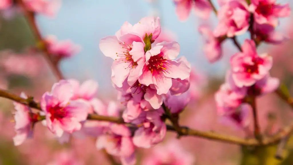 適合放公司的傳統年桔年花種類​-桃花