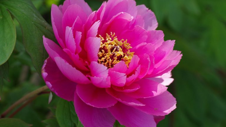牡丹花 （Tree Peony)​