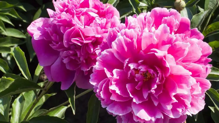 芍藥 (Herbaceous peony)​