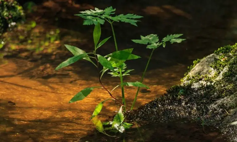 水種植物的特點