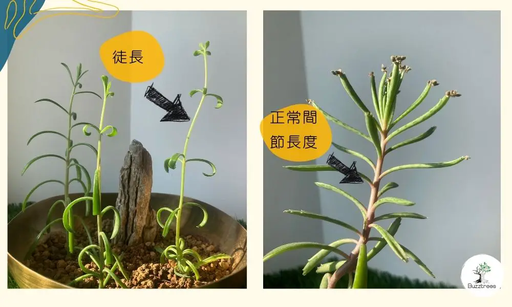 嗡嗡樹-水種植物光照不足​