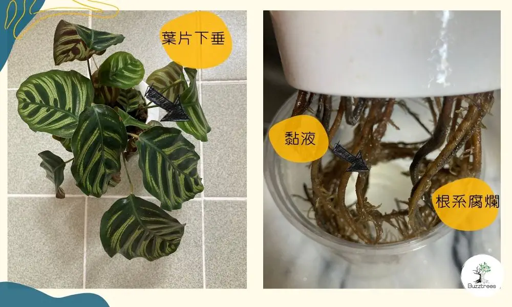 水種植物根系腐壞