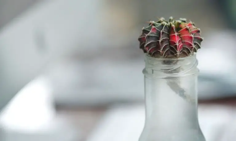 水插法-適合沒有根系的植物​