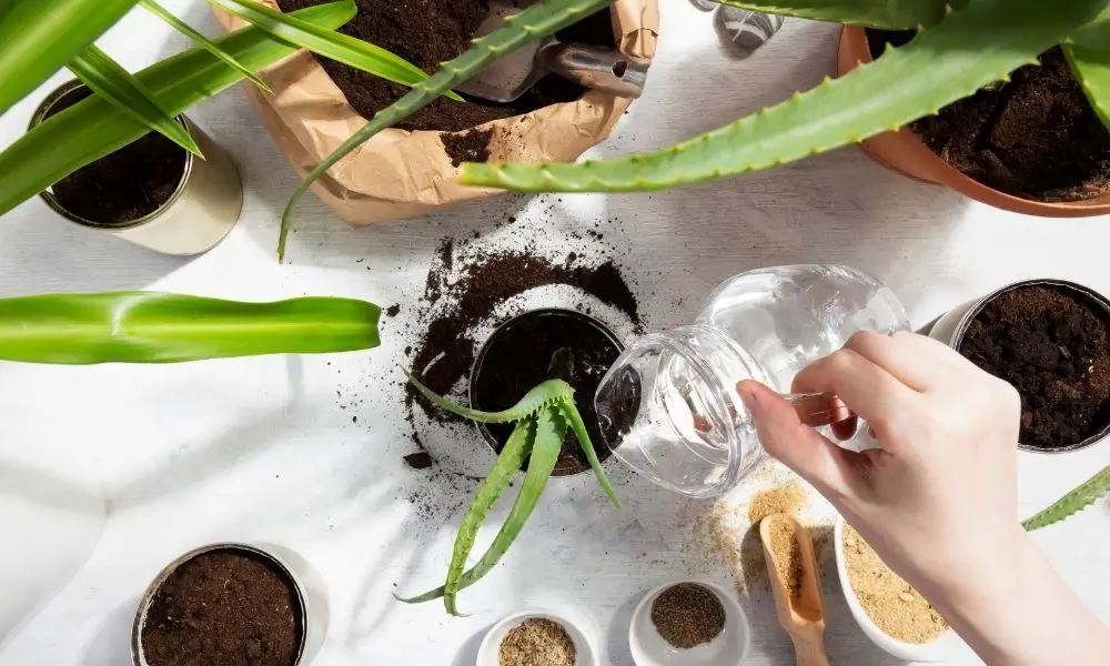 4個多肉植物澆水正確技巧​