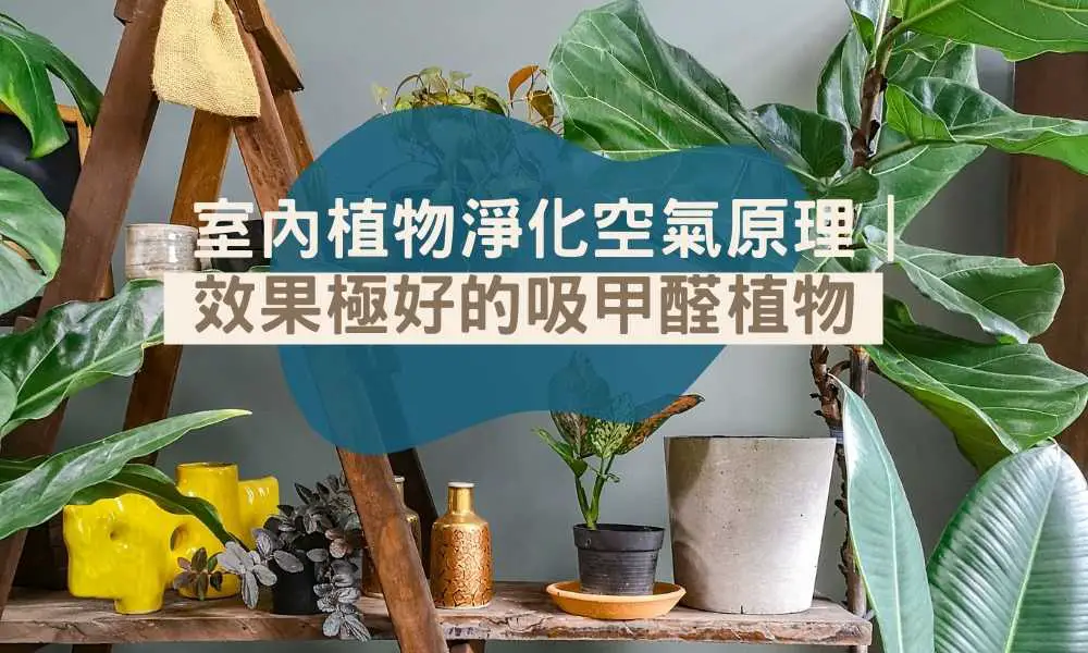 室內植物淨化空氣原理｜效果極好的吸甲醛植物