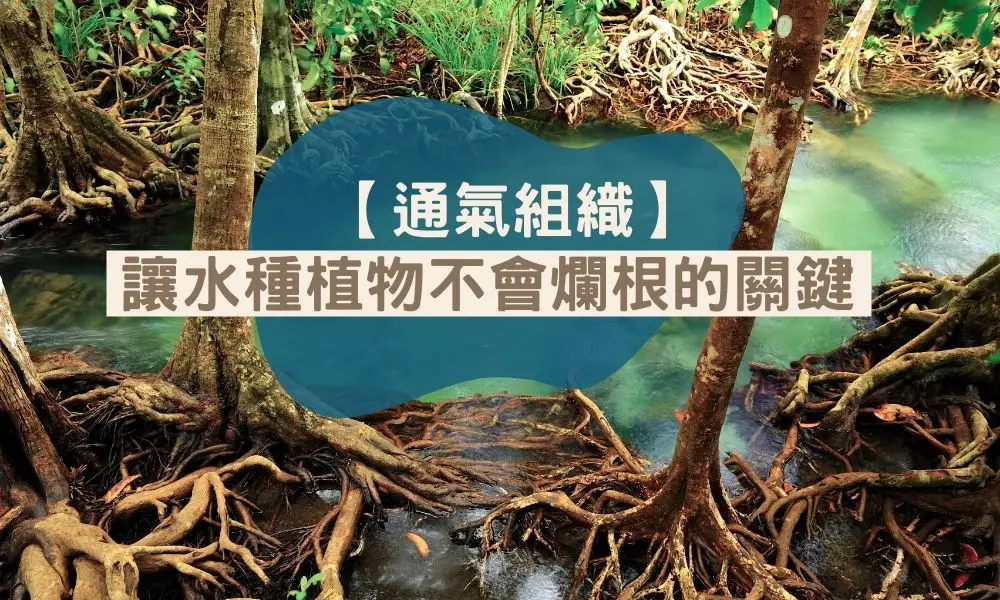 【通氣組織】讓水種植物不會爛根的關鍵