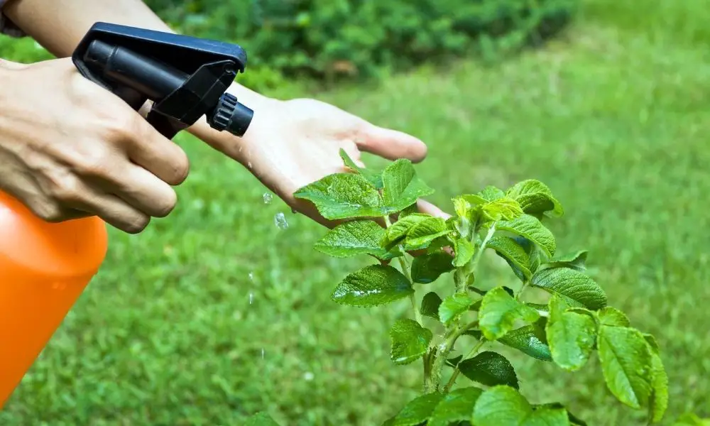 礦物油｜控制果樹及蔬菜害蟲很有效