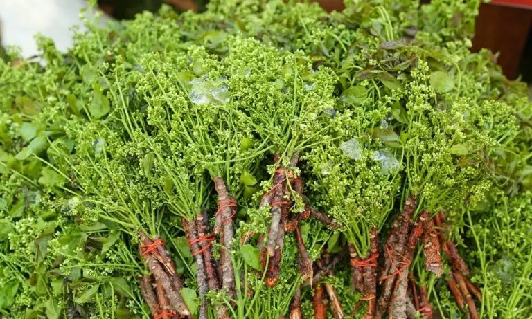 什麼是苦楝油？