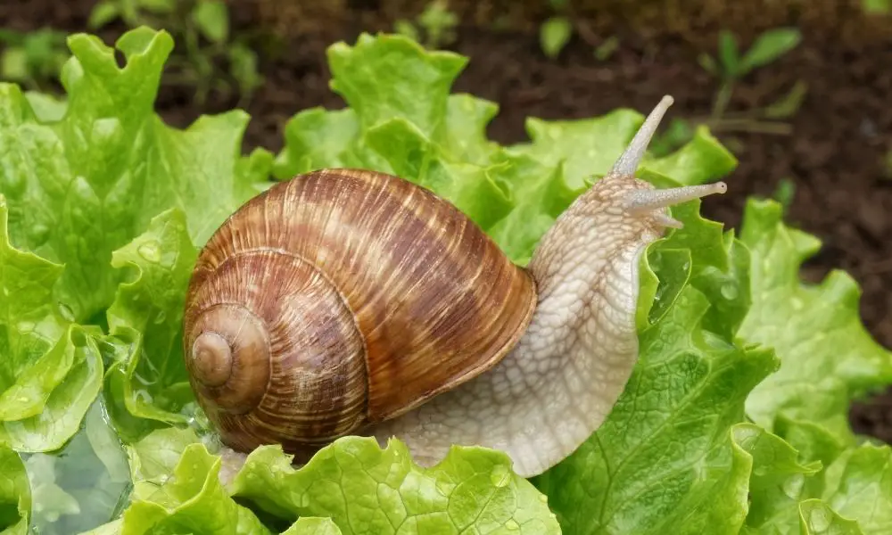 【蟲害控制】8個實用控制花園裡的蛞蝓蝸牛的小方法