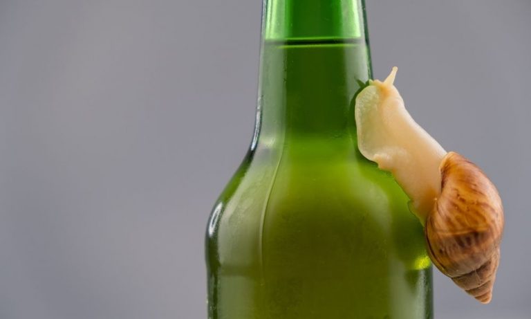 啤酒​控制蝸牛​