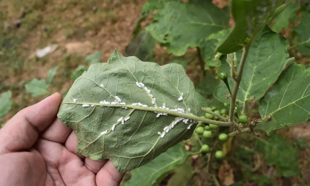 mealy bug 粉介殼蟲