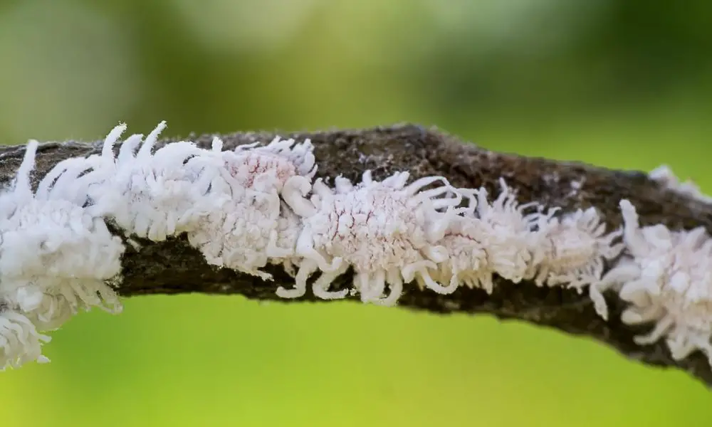 mealy bug 粉介殼蟲