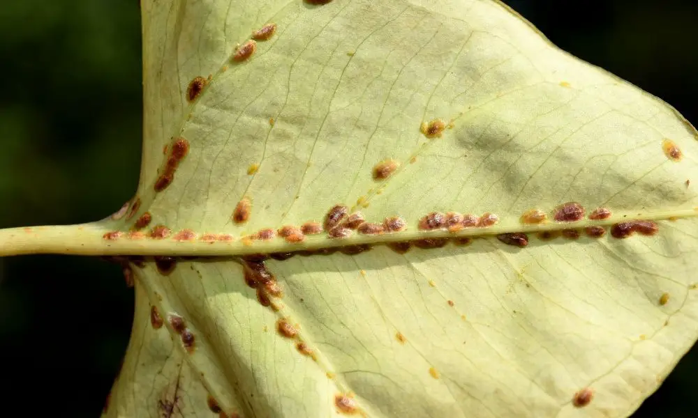 scale insect 盾介殼蟲