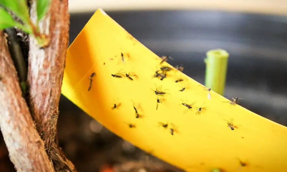 真菌蚋 (Fungus Gnat)