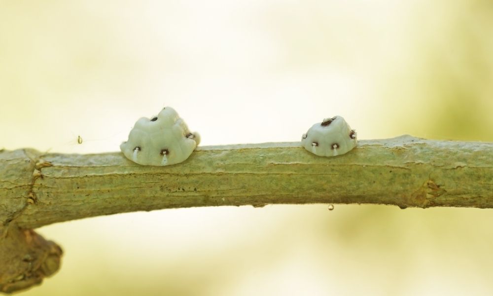 Scale insect