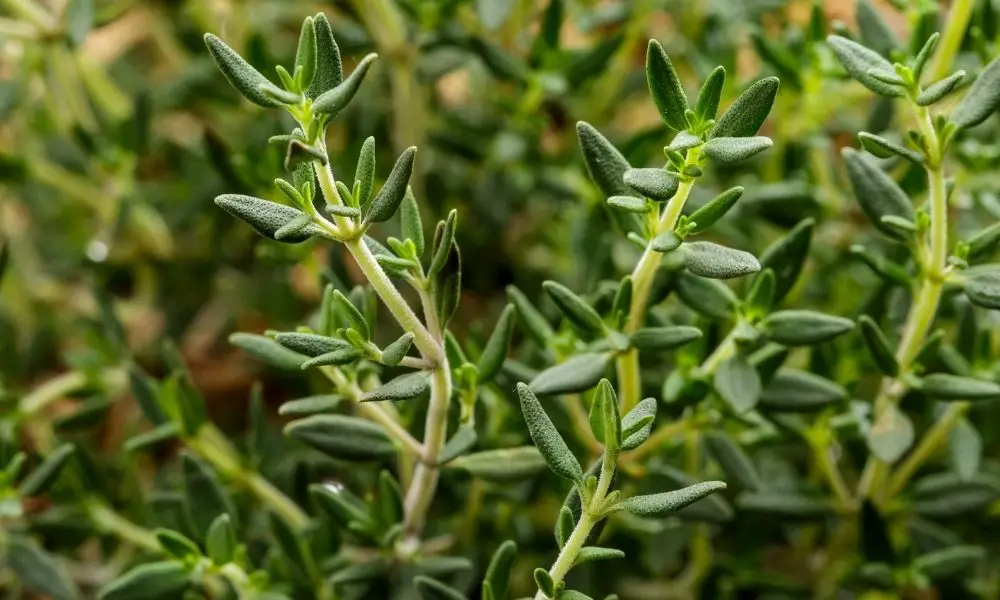 百里香 (Thymus mongolicus Ronn)​