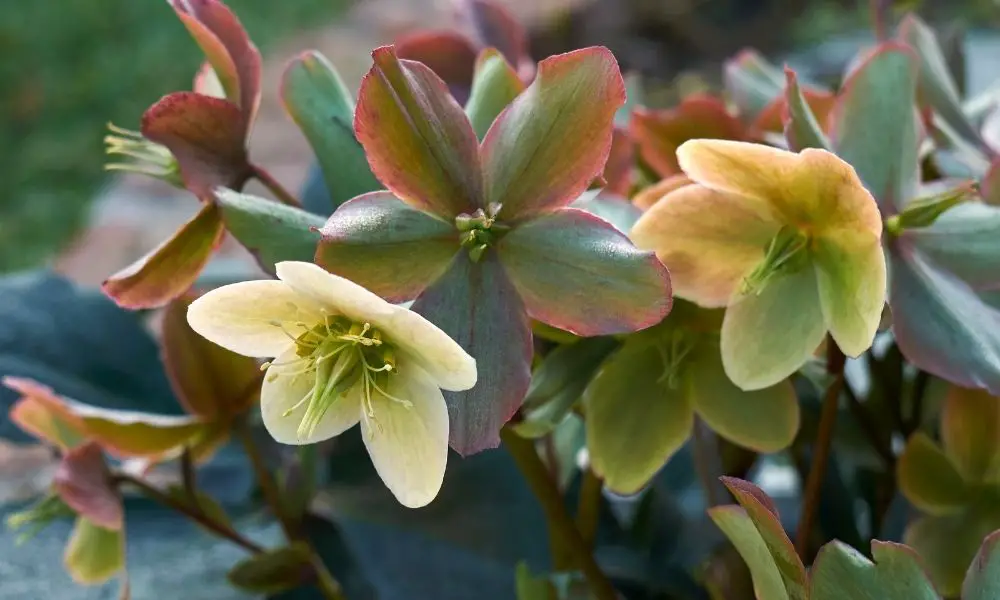 聖誕玫瑰 (Helleborus sp.)​