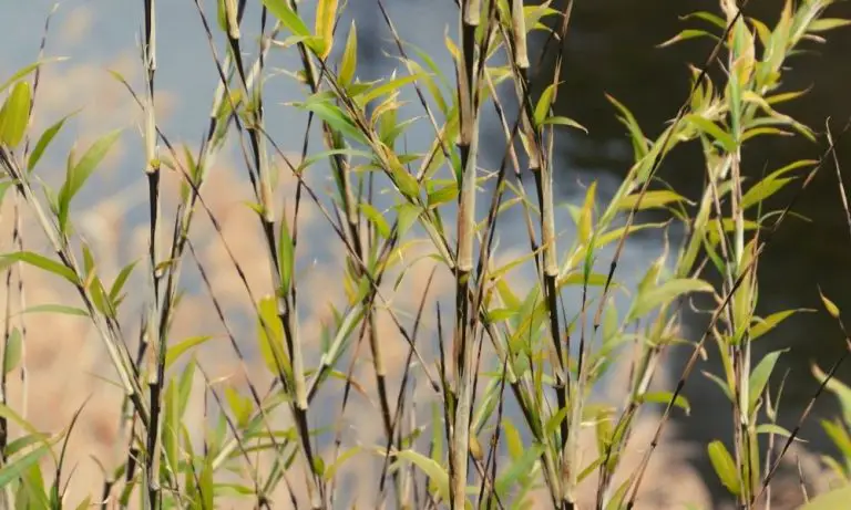 羅漢竹| Scientific Names: Phyllostachys aurea