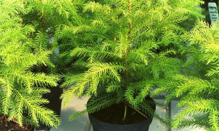 異葉南洋杉 | Scientific Names: Araucaria heterophylla