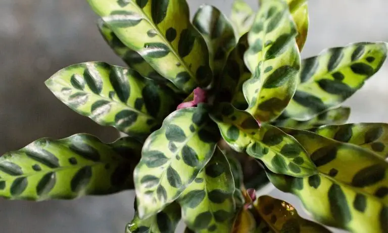 肖竹芋| Scientific Names: Calathea insignis